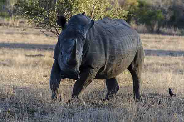 Rinoceronte Blanco - reserva Sabi Sands - Sudáfrica 2.jpg